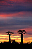 Baobab (Adansonia sp) trees silhouetted at sunset, Morondava, Madagascar
