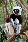 Crowned Lemur (Eulemur coronatus) holding young, Madagascar