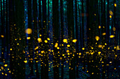 Japanese Firefly (Luciola cruciata) group lighting up at night in forest, Shikoku, Japan