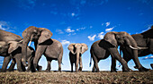 African Elephant (Loxodonta africana) herd, Masai Mara, Kenya