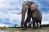 African Elephant (Loxodonta africana) pair, Masai Mara, Kenya