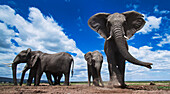 African Elephant (Loxodonta africana) herd feeding on soil for minerals, Masai Mara, Kenya
