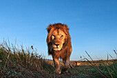 African Lion (Panthera leo) male, Masai Mara, Kenya