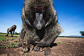 Olive Baboon (Papio anubis) male, Masai Mara, Kenya