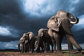 African Elephant (Loxodonta africana) herd during storm, Masai Mara, Kenya