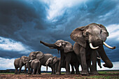 African Elephant (Loxodonta africana) herd during storm, Masai Mara, Kenya