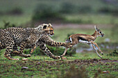 Cheetah (Acinonyx jubatus) cubs learning to hunt Thomson's Gazelle (Eudorcas thomsonii) that their mother caught, Masai Mara, Kenya