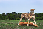 Cheetah (Acinonyx jubatus) standing over Impala (Aepyceros melampus) kill, Masai Mara, Kenya