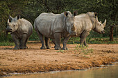 White Rhinoceros (Ceratotherium simum) trio, South Africa