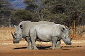 White Rhinoceros (Ceratotherium simum) mother and calf, South Africa