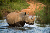 White Rhinoceros (Ceratotherium simum) crossing river, South Africa