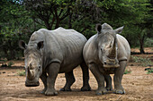 White Rhinoceros (Ceratotherium simum) pair, South Africa