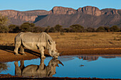 White Rhinoceros (Ceratotherium simum) drinking at waterhole, South Africa