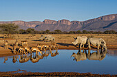White Rhinoceros (Ceratotherium simum) group and Impala (Aepyceros melampus) herd at waterhole, South Africa
