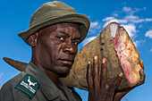 White Rhinoceros (Ceratotherium simum) horn carried by ranger after poachers abandoned it, South Africa