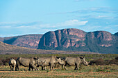 White Rhinoceros (Ceratotherium simum) group in grassland, South Africa