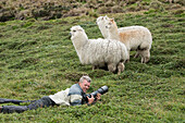 Alpaca (Lama pacos) trio and photographer Pete Oxford, Antisana Ecological Reserve, Ecuador
