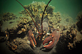 European Lobster (Homarus gammarus), Netherlands