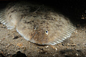 Dover Sole (Solea solea), Netherlands