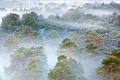 Heathland in fog,  Kalmthoutse Heide, Belgium