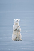 Polar Bear (Ursus maritimus) on ice, Spitsbergen, Norway