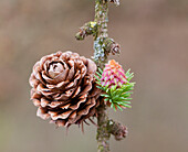 Larch (Larix sp) female cone, Netherlands