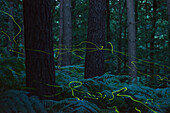 Firefly (Lamprohiza spledidula) group flying in forest, Netherlands