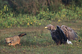 Golden Jackal (Canis aureus) facing off with White-tailed Eagle (Haliaeetus albicilla), Romania