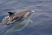 Atlantic Spotted Dolphin (Stenella frontalis) pair at surface, Canary Islands, Spain