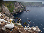 Northern Gannet (Morus bassanus), cliff-nesting colony along coast, Scotland