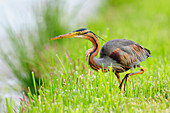 Purple Heron (Ardea purpurea) foraging, Netherlands