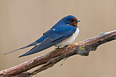 Barn Swallow (Hirundo rustica), Italy