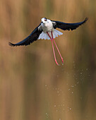 Black-winged Stilt (Himantopus himantopus) flying, Italy