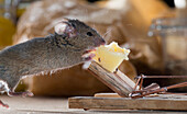 House Mouse (Mus musculus) feeding on cheese on mouse trap, Belgium