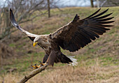 White-tailed Eagle (Haliaeetus albicilla) landing, Romania