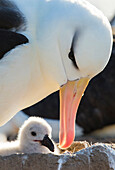 Black-browed Albatross (Thalassarche melanophrys) parent with chick at nest, Steeple Jason Island, Falkland Islands