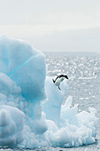 Adelie Penguin (Pygoscelis adeliae) jumping from iceberg, Antarctica