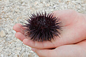 Common Sea Urchin (Paracentrotus lividus) held by person, Croatia
