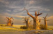 Baobab (Adansonia digitata) trees, Makgadikgadi, Botswana