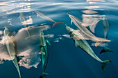 Dusky Dolphin (Lagenorhynchus obscurus) pod swimming close to surface, Indian Ocean