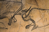 Woolly Rhinoceros (Coelodonta antiquitatis) pair in Chauvet-Pont-d'Arc Cave painting