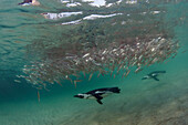 Black-footed Penguin (Spheniscus demersus) pair hunting sardines, Cape Town, South Africa