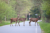 Red Deer (Cervus elaphus) females crossing road, Netherlands