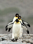 King Penguin (Aptenodytes patagonicus) trio, South Georgia Island