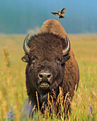 American Bison (Bison bison) bull with landing female Brown-headed Cowbird (Molothrus ater), Grand Teton National Park, Wyoming