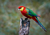 Western Rosella (Platycercus icterotis), Western Australia, Australia