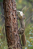 Red Squirrel (Tamiasciurus hudsonicus) carrying mushroom, Alaska