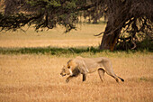 African Lion (Panthera leo) male hunting, Kgalagadi Transfrontier Park, Botswana, sequence 1 of 15