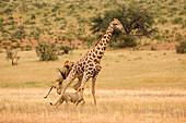 African Lion (Panthera leo) males hunting South African Giraffe (Giraffa camelopardalis giraffa) bull, Kgalagadi Transfrontier Park, Botswana, sequence 3 of 15