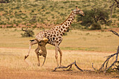 African Lion (Panthera leo) male hunting South African Giraffe (Giraffa camelopardalis giraffa) bull, Kgalagadi Transfrontier Park, Botswana, sequence 9 of 15